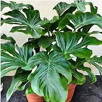 Grønne Philodendron plantefrø til udplantning - 100 stk