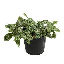 Fittonia Albivenis, Hvide nerveplantefrø til udplantning - 100 stk