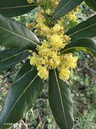 Laurus Nobilis Blomsterfrø til udplantning - 100 stk