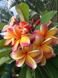 Peach Frangipani Flower Seeds for Planting - 100 pcs