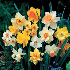 Mixed Colour Narcissus Flower Seeds for Planting 100 pcs