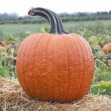 Cronus Pumpkin Seeds for Planting – Heirloom, Non-GMO, High Germination, Organic Garden Vegetable Seeds