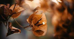 Brune Bougainvillea Blomsterfrø til Plantning 100 stk