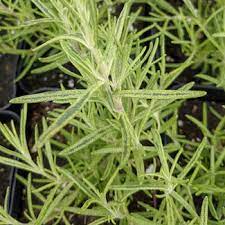 Golden Rain Rosemary Plant Seeds for Planting-Heirloom & Non-GMO Seeds for planting