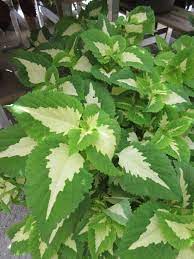 Coleus kong Green Plant Seeds - Heirloom Non GMO seeds for Planting