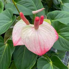 Heirloom Anthurium Princess Amalia Elegance Flower Seeds for Planting – Non-GMO, High Germination Organic Garden Seeds