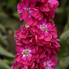 Røde Matthiola blomsterfrø til plantning - 100 stk