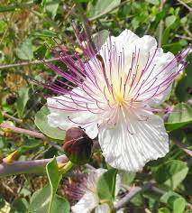 White Caper Flower Seeds for Planting, 100 pcs