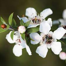 white yellow flower seeds