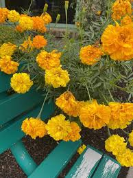 finch marigold flower seeds