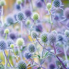 Blue Eryngium Plant Seeds for Planting - 100 pcs