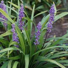Monkey Grass Seeds for Planting – Low Maintenance Ground Cover, Drought Tolerant, Heirloom & Non-GMO Seeds