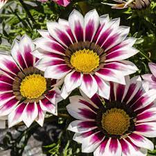 Hvid lilla Gazania blomsterfrø til plantning - 100 stk