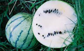 Cream of Saskatchewan Watermelon Fruit Seeds for Planting - Sweet and Refreshing Watermelon Variety