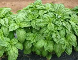 Italian Basil Herb Seeds for Planting