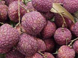 No Mai Tsze Lychee Fruit Seeds for Planting - Grow Tropical Lychee Trees for Sweet Fruits, Heirloom Seeds