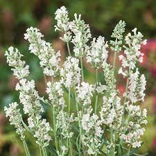 Heirloom Non-GMO White Lavender Seeds for Planting – High Germination Organic Garden Seeds