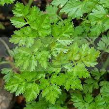 French Chervil Seeds for Planting – Heirloom, Non-GMO Culinary Herb (Anthriscus cerefolium)