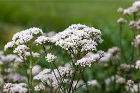 Valerian Root Seeds for Planting – Heirloom, Non-GMO Medicinal Herb Seeds (Valeriana officinalis) for Natural Sleep & Wellness Gardens