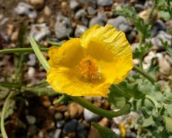 Heirloom Glaucium Flavum Flower Seeds for Planting – Non-GMO, Organic Garden Seeds with High Germination