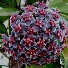 Dark Red Hoya Carnosa Flower Seeds for Planting - 100 pcs