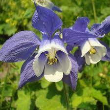 Lilla Hvid Aquilegia Blomsterfrø til Plantning 100 stk