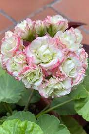 Light Pink Pelargonium Flower Seeds for Planting, 100 pcs