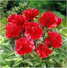 pink yellow flower seeds