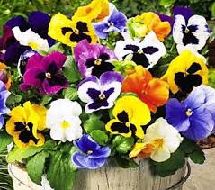 Mixed Colour Pansy Flower Seeds for Planting, 100 pcs