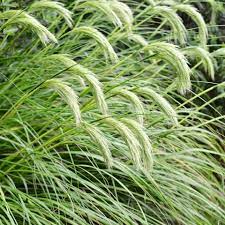 Chionochloa Conspicua Seeds for Planting – Tall Ornamental Grass Seeds, Drought-Tolerant, Ideal for Landscapes