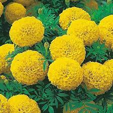 Goldmelisse Flower Seeds for Planting - 100 pcs