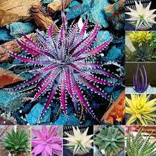 Mixed Color Aloe Vera Seeds for Planting - 100 pcs