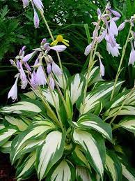 Hosta Plant Seeds for Planting – 100 pcs