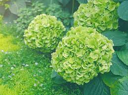 Hydrangea macrophylla Green Cloud Flower Seeds for Planting - 100 pcs