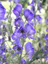 Blue Monkshood Flower Seeds for Planting - 100 pcs