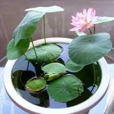 Mixed Pink, Red & Green Lotus Flower Seeds for Planting & Growing