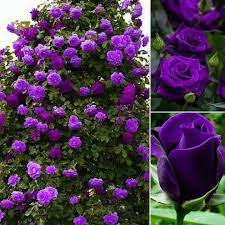 Dark Purple Rose Flower Seeds for Planting 100 pcs