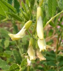 Light Green Astragalus Flower Seeds for Planting - 100 pcs