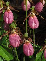 Pink Cypripedium Acaule Flower Seeds for Planting - 100 pcs