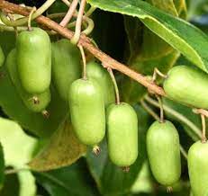 Green Actinidia Kolomikta Plant Seeds for Planting - Hardy Kiwi Plants, Heirloom Seeds