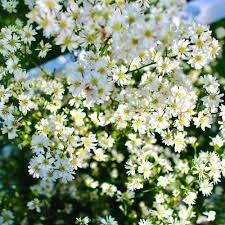 Hvide Vandhyssop Blomsterfrø til udplantning - 100 stk