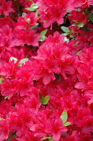 Hino Crimson Azalea Flower Seeds for Planting – Heirloom, Non-GMO, High Germination Organic Garden Seeds