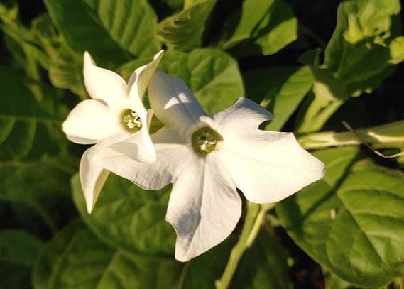 White Tobacco Jasmine Nicotiana Alata flower seeds