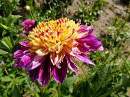 anemone dahlia flower seeds