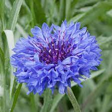 blue cornflower flower seeds