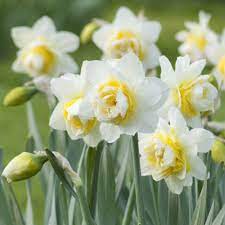 white yellow flower seeds