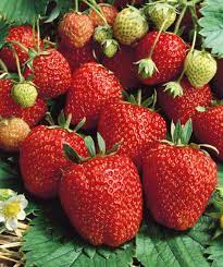 Strawberry Seascape Fruit Seeds for Planting – Juicy, Sweet, Heirloom, High Germination, Non-GMO Organic Garden Seeds