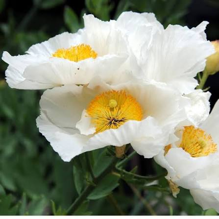 Romneya Coulteri Matilija Poppy Flower Seeds for Planting - Heirloom, Non-GMO, Garden Bloom Choice