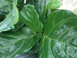 Green Ficus Lyrata Tree Seeds for Planting - 100 pcs