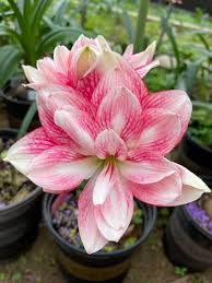 Bløde Pink Amaryllis Blomsterfrø til udplantning 100 stk